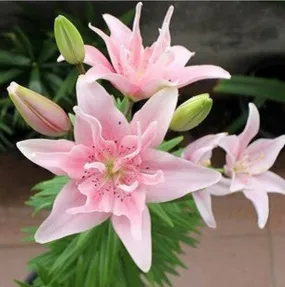 3.25 Promotion! 50pcs perfume Lily Seeds  SECRET GIFTS, flower Germination 99% creepers bonsai DIY garden supplies pots planters