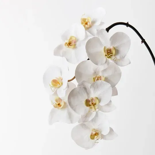 Orchid Phalaenopsis White