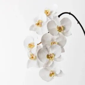 Orchid Phalaenopsis White