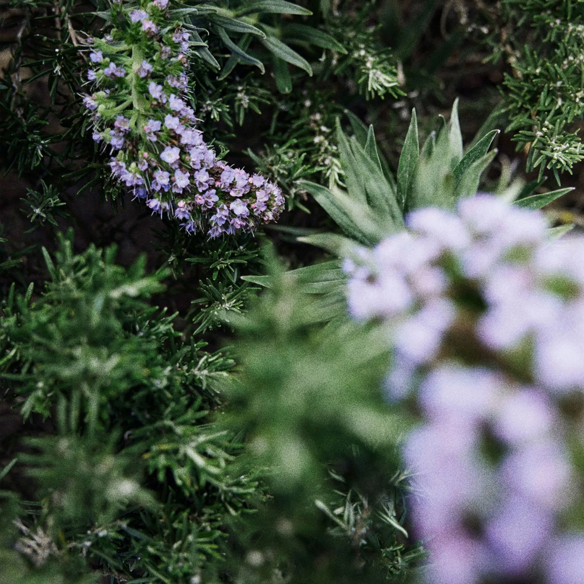 SIMPLE GARDEN Perfume